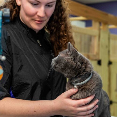 cat-care-junglejimstotalpetcare