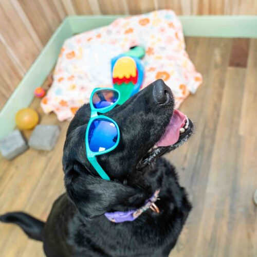 dog-home-with-accesories