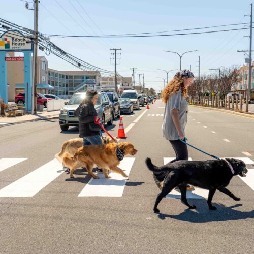 dogs-across-the-road