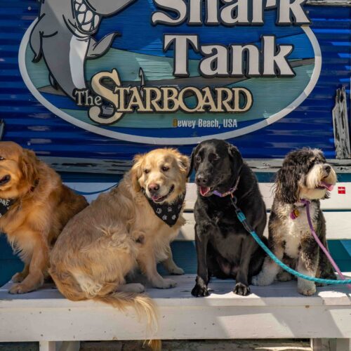 the-starboard-dewey-beach