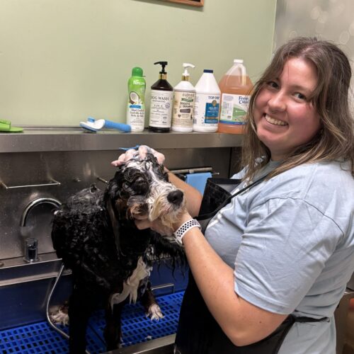 Dog Grooming Bath Dewey Sarah