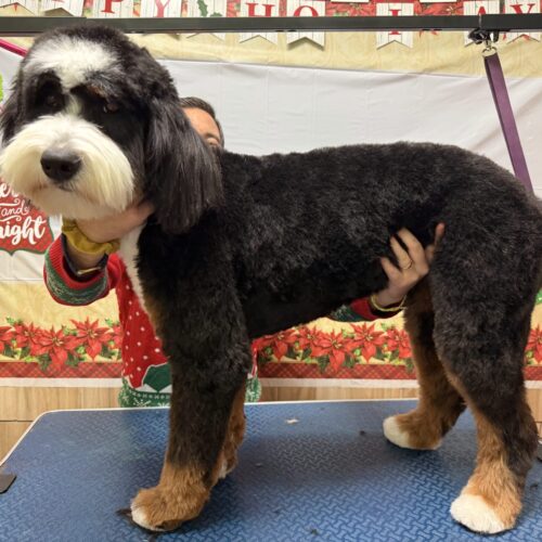 Dog Groomed by Sarah. Dog Grooming at Dewey Beach. Dog from Rehoboth Beach groomed - Freddie