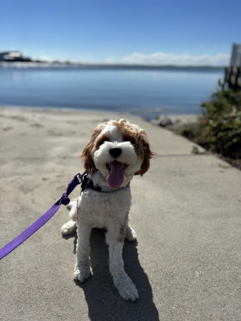 Dog Boarding near Rehoboth Beach, DE Bayview with dog after during boarding stay